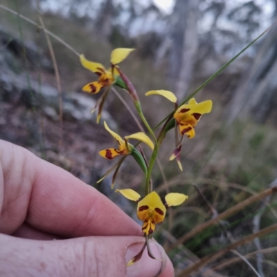 Diuris sulphurea (Tiger Orchid) at QPRC LGA - 26 Oct 2023 by clarehoneydove