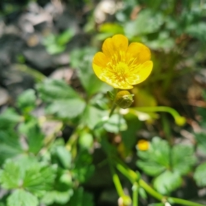 Ranunculus repens at Pialligo, ACT - 22 Oct 2023 01:13 PM