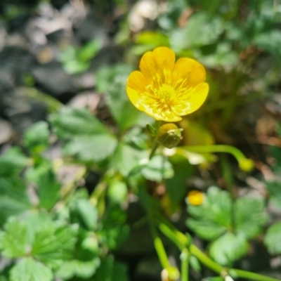 Ranunculus repens (Creeping Buttercup) at Pialligo, ACT - 22 Oct 2023 by clarehoneydove