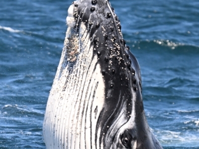 Megaptera novaeangliae (Humpback Whale) at Bermagui, NSW - 24 Oct 2023 by davidcunninghamwildlife