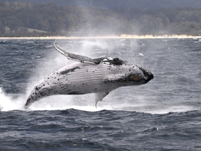 Megaptera novaeangliae (Humpback Whale) at Wallaga Lake, NSW - 17 Oct 2023 by davidcunninghamwildlife