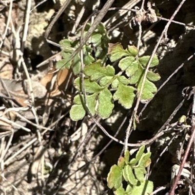 Cheilanthes sp. (Rock Fern) at Kangaroo Valley, NSW - 29 Oct 2023 by lbradley