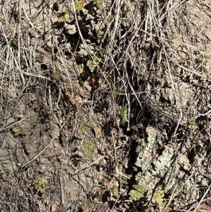 Cheilanthes sp. at Kangaroo Valley, NSW - suppressed