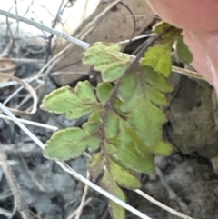 Cheilanthes sp. at Kangaroo Valley, NSW - suppressed