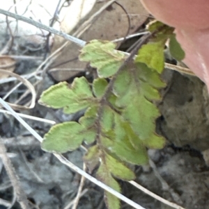 Cheilanthes sp. at Kangaroo Valley, NSW - suppressed