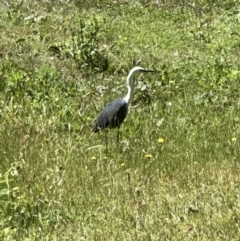 Ardea pacifica (White-necked Heron) at Kangaroo Valley, NSW - 29 Oct 2023 by lbradleyKV