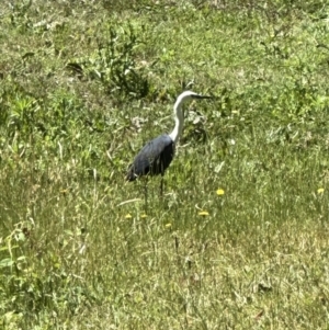 Ardea pacifica at Kangaroo Valley, NSW - suppressed