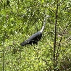 Ardea pacifica at Kangaroo Valley, NSW - suppressed