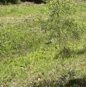 Ardea pacifica at Kangaroo Valley, NSW - suppressed