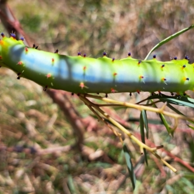 Opodiphthera eucalypti (Emperor Gum Moth) at Belconnen, ACT - 8 Jan 2023 by SarahHnatiuk