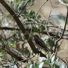Petroica goodenovii (Red-capped Robin) at Gundaroo, NSW - 29 Oct 2023 by MPennay