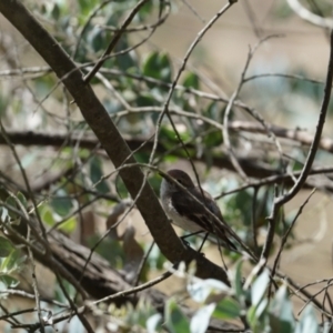 Petroica goodenovii at Gundaroo, NSW - 29 Oct 2023 10:59 AM