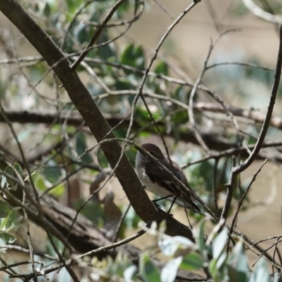 Petroica goodenovii (Red-capped Robin) at Gundaroo, NSW - 29 Oct 2023 by MPennay