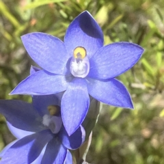 Thelymitra nuda (Scented Sun Orchid) at Cuumbeun Nature Reserve - 29 Oct 2023 by MeganDixon