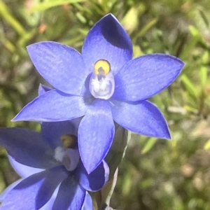 Thelymitra nuda at Carwoola, NSW - suppressed