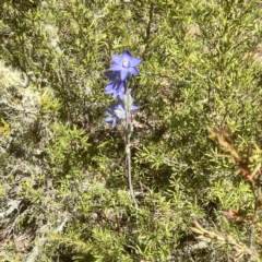 Thelymitra nuda at Carwoola, NSW - suppressed