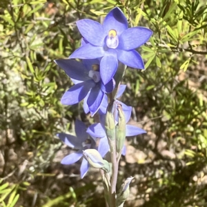 Thelymitra nuda at Carwoola, NSW - suppressed