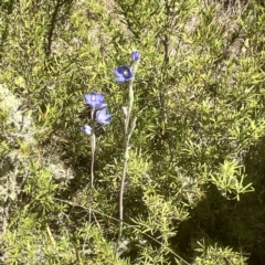 Thelymitra nuda at Carwoola, NSW - suppressed