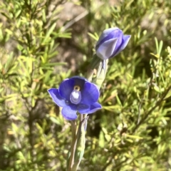 Thelymitra nuda at Carwoola, NSW - suppressed