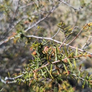 Acacia ulicifolia at Theodore, ACT - 26 Oct 2023 09:12 AM