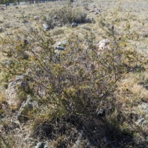 Acacia ulicifolia at Theodore, ACT - 26 Oct 2023