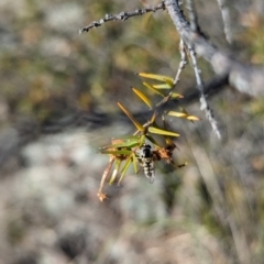 Simosyrphus grandicornis (Common hover fly) at Theodore, ACT - 25 Oct 2023 by rbannister