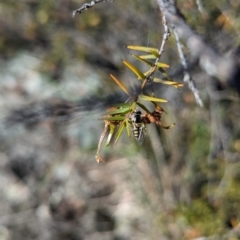 Simosyrphus grandicornis at Theodore, ACT - 26 Oct 2023 09:11 AM