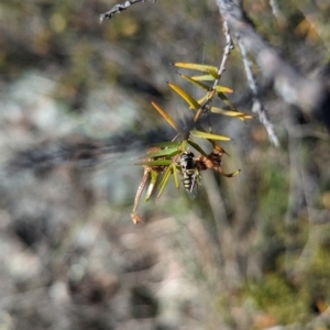 Simosyrphus grandicornis at Theodore, ACT - 26 Oct 2023