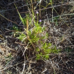 Vittadinia muelleri (Narrow-leafed New Holland Daisy) at Theodore, ACT - 26 Oct 2023 by rbannister