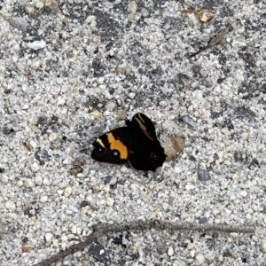 Tisiphone abeona at Yanakie, VIC - 28 Oct 2023 09:05 AM