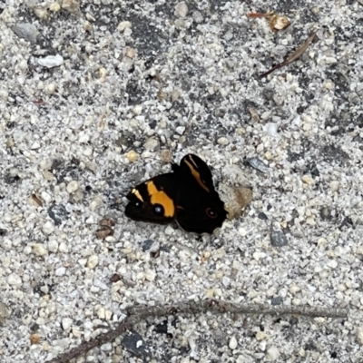 Unidentified Nymph (Nymphalidae) at Yanakie, VIC - 27 Oct 2023 by Louisab