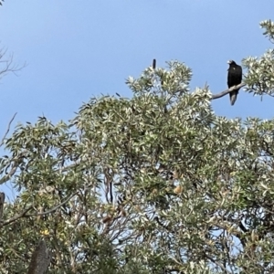 Aquila audax at Yanakie, VIC - 28 Oct 2023 08:36 AM