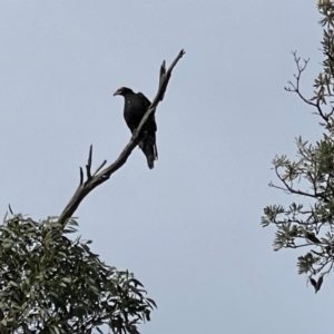 Aquila audax at Yanakie, VIC - 28 Oct 2023 08:36 AM