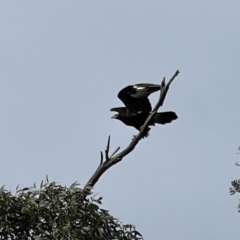 Aquila audax at Yanakie, VIC - 28 Oct 2023 08:36 AM