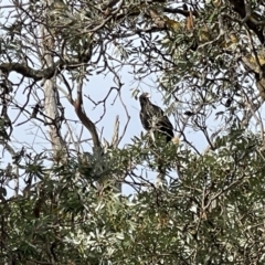 Aquila audax at Yanakie, VIC - 28 Oct 2023 08:36 AM