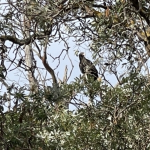 Aquila audax at Yanakie, VIC - 28 Oct 2023