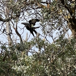 Aquila audax at Yanakie, VIC - 28 Oct 2023 08:36 AM