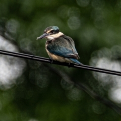 Todiramphus sanctus (Sacred Kingfisher) at Higgins, ACT - 27 Oct 2023 by Untidy