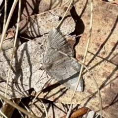 Taxeotis exsectaria (Ochre-headed Taxeotis) at Namadgi National Park - 27 Oct 2023 by KMcCue