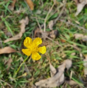 Ranunculus lappaceus at Bungendore, NSW - 28 Oct 2023