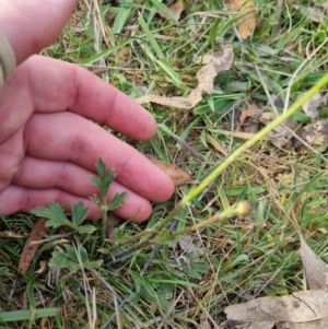 Ranunculus lappaceus at Bungendore, NSW - suppressed