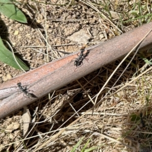 Myrmecia sp., pilosula-group at Rendezvous Creek, ACT - 28 Oct 2023