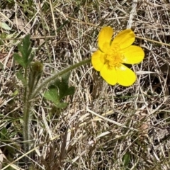 Ranunculus lappaceus (Australian Buttercup) at Namadgi National Park - 28 Oct 2023 by KMcCue