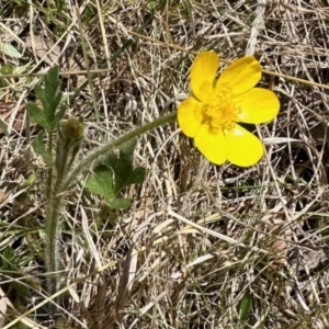 Ranunculus lappaceus at Rendezvous Creek, ACT - 28 Oct 2023