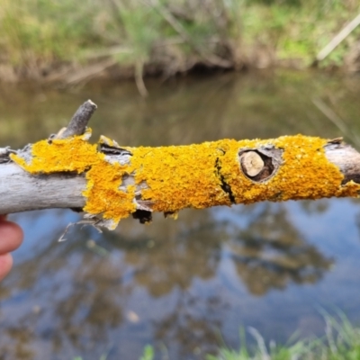 Xanthoria sp. (A lichen) at Bungendore, NSW - 28 Oct 2023 by clarehoneydove