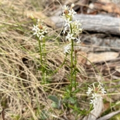 Stackhousia monogyna (Creamy Candles) at Namadgi National Park - 28 Oct 2023 by KMcCue