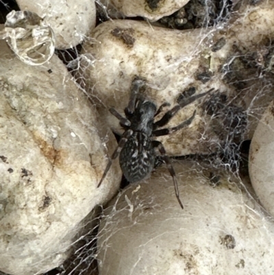 Badumna insignis (Black House Spider) at Kangaroo Valley, NSW - 29 Oct 2023 by lbradley