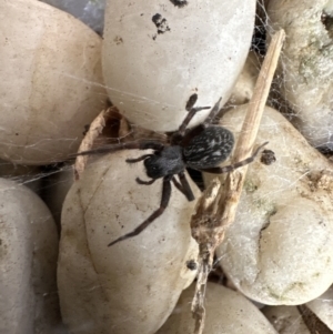 Badumna insignis at Kangaroo Valley, NSW - suppressed