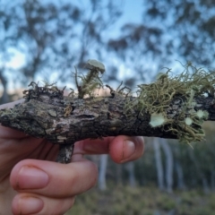 Usnea sp. (genus) (Bearded lichen) at QPRC LGA - 27 Oct 2023 by clarehoneydove