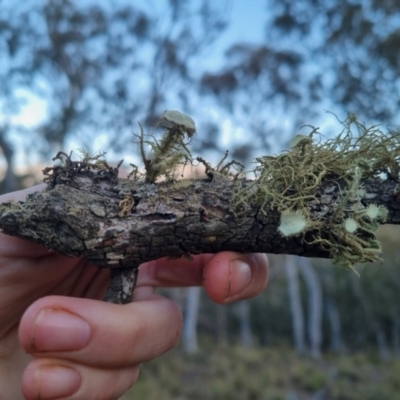 Usnea sp. (genus) (Bearded lichen) at QPRC LGA - 27 Oct 2023 by clarehoneydove